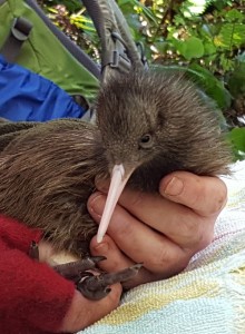One of the new kiwi chicks born in Rimutaka Forest Park